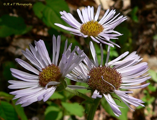 {Erigeron pulchellus}